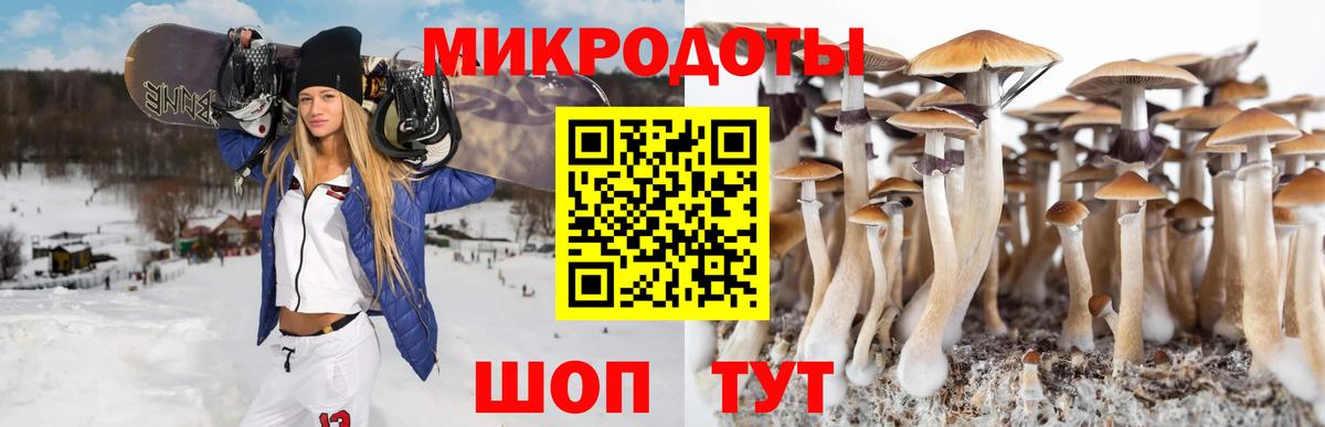 Псилоцибиновые грибы Cubensis Новокубанск